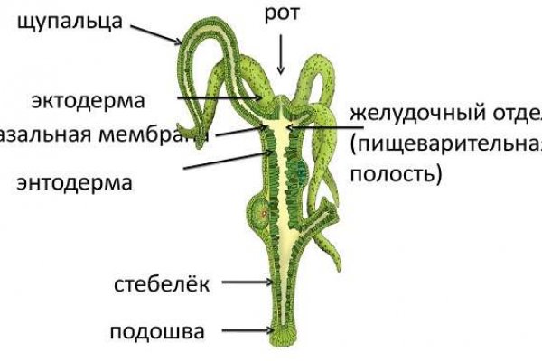 Кракен зон